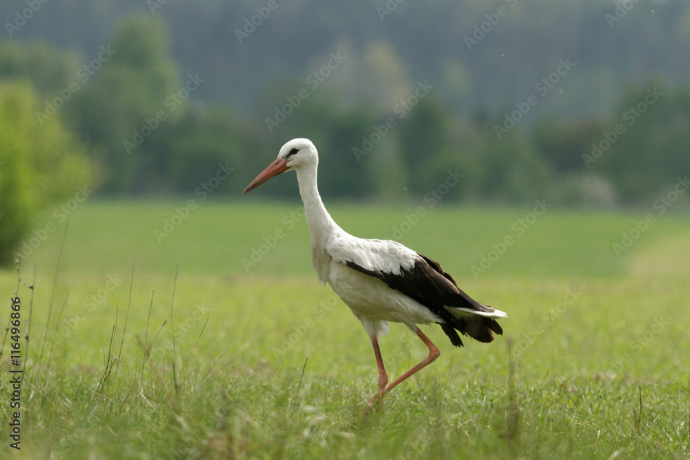 stork stork
