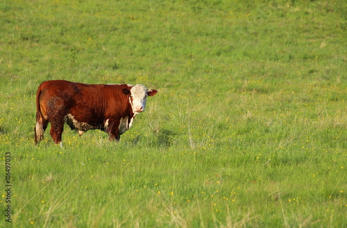 Fleckvieh bull standing on a meadow and watching