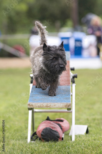 Canvas Print cairn terrier en agility