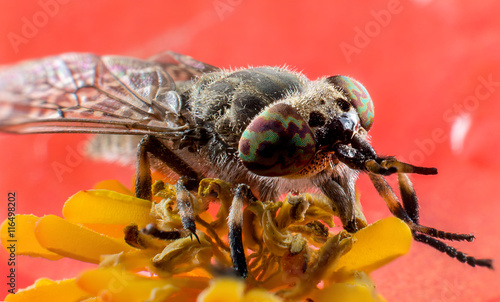 Insect horsefly macro photo