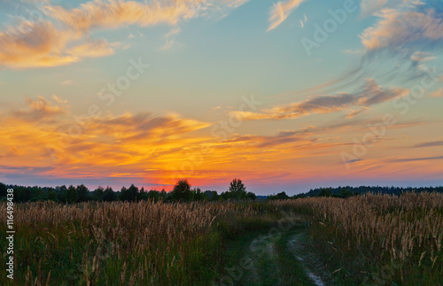 Road in sunset field © Kushch Dmitry