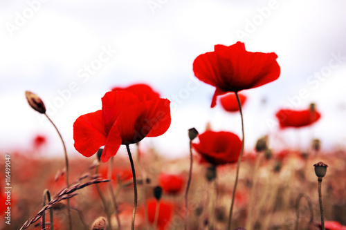 Fototapeta Naklejka Na Ścianę i Meble -  Poppies on gray sky background.