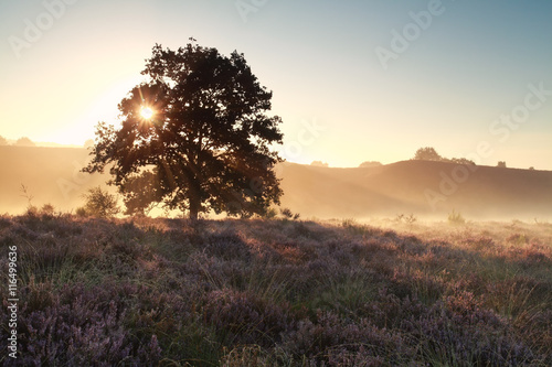 morning sunshine on heather flowering hill