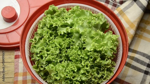 ဆလတ်ပင် Lactuca sativa Հազար մշակովի Sałata siewna Insalata gentile Латук посевной חסה תרבותית Kerti saláta Gartensalat Μαρούλι Laitue cultivée Blaarslaai خس