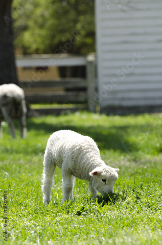 Lamb in a Field © TMLP
