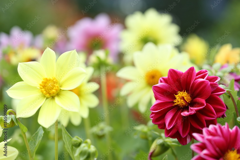 Obraz premium ダリアの花畑