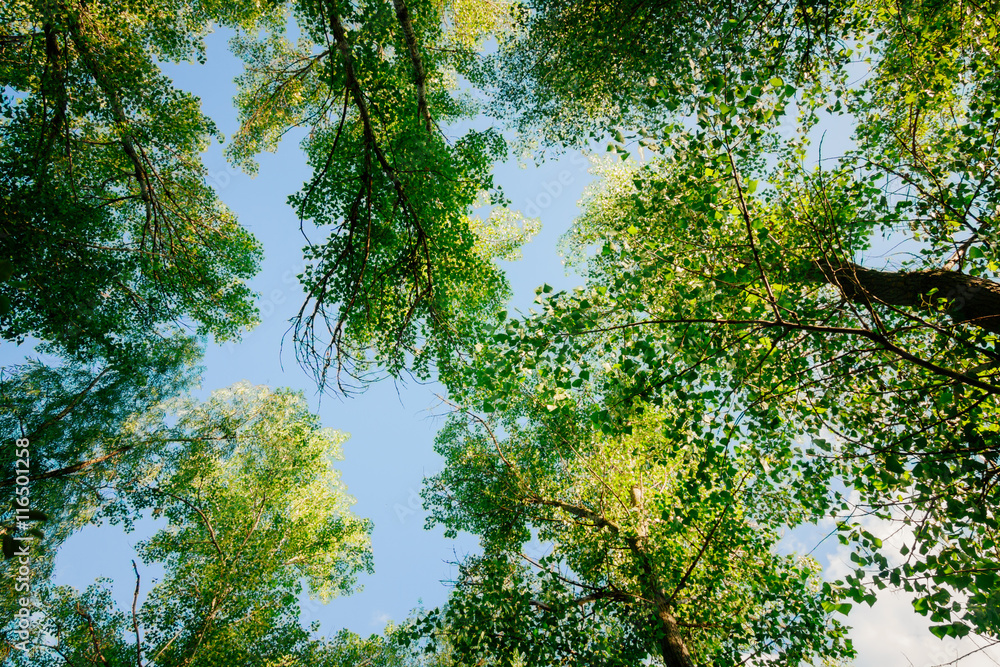 Obraz premium bottom view on the trees