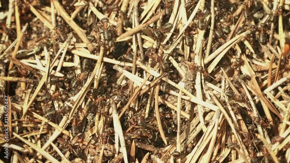 Video 1080p - Formica lugubris, (hairy wood ants) on the surface of the nest Video 1080p - Formica lugubris, (hairy wood ants) on the surface of the nest