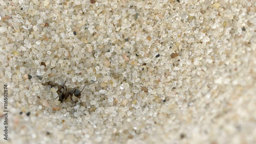 Video 1080p - Antlion larva caught the ant Video 1080p - Antlion larva caught the ant