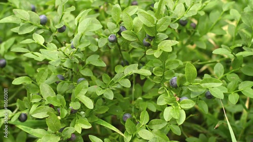 Wallpaper Mural Video 1080p - Bush of blueberries closeup Torontodigital.ca