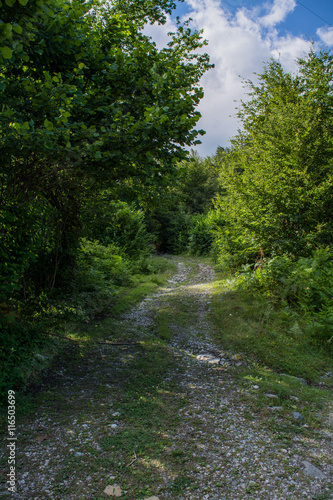 Path through forest