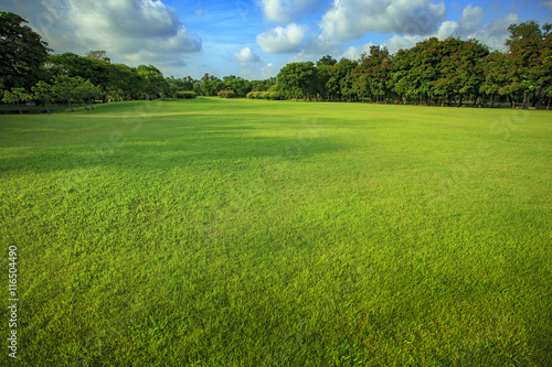 beautiful morning light of green grass lawn in public park use a