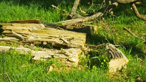 Wallpaper Mural 1920x1080 video - Wreckage of wood on the ground in an oak forest Torontodigital.ca