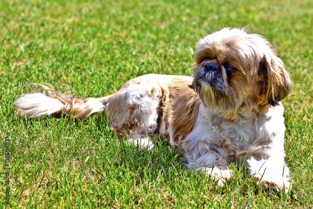 Beautiful Dog - Shih Tzu Beautiful Dog - Shih Tzu