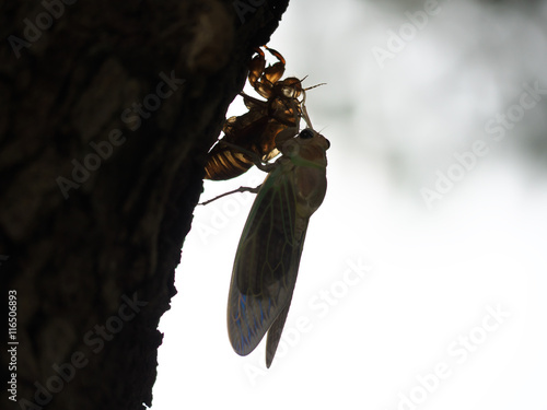 Fotografie Adult emergence of cicada