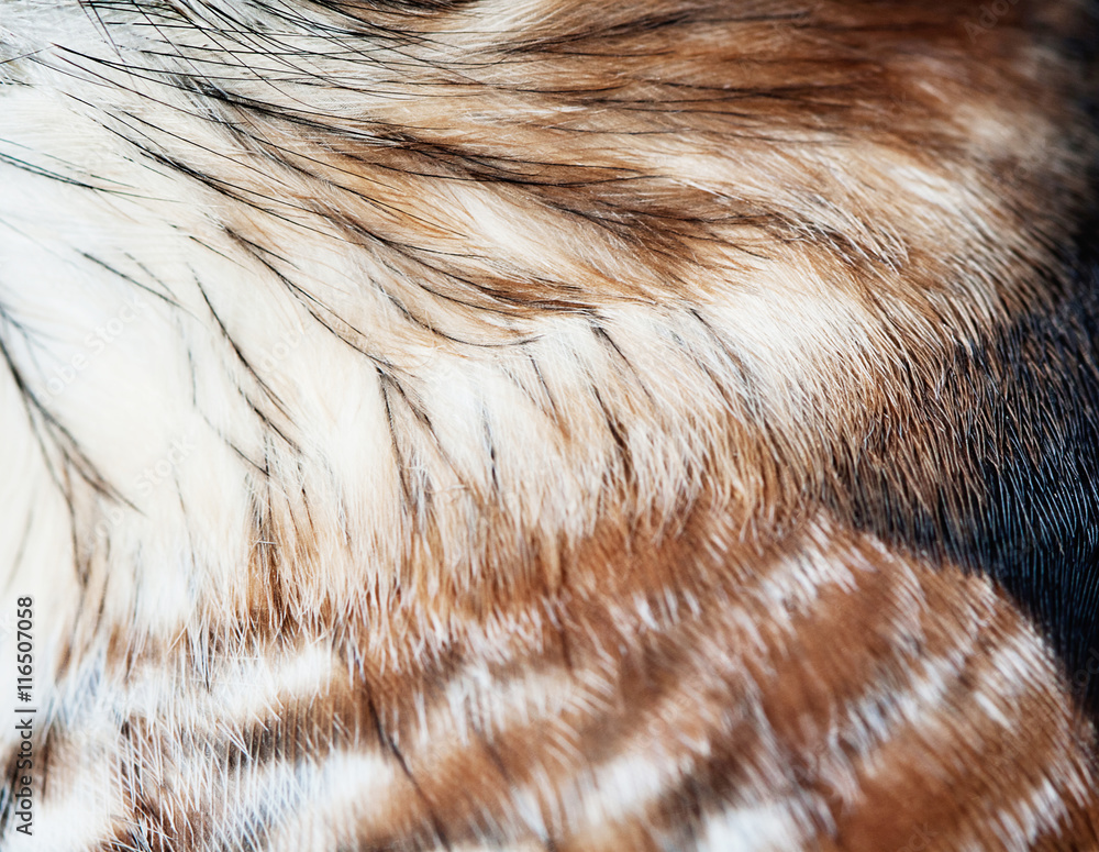 plumage background plumage background