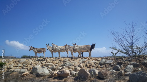 Group of donkeys