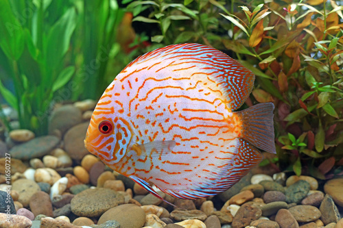 pompadour or symphysodon fish
