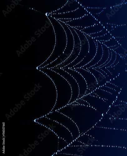 Spider Web