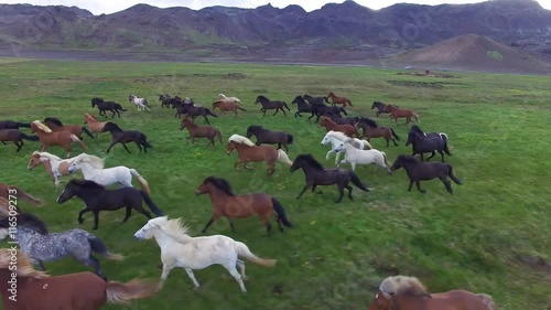 Aerial footage of Icelandic horses in pasture in summer time in iceland. green grass and fantastic landscape surrounding the area. Horses grazing and running free in the field