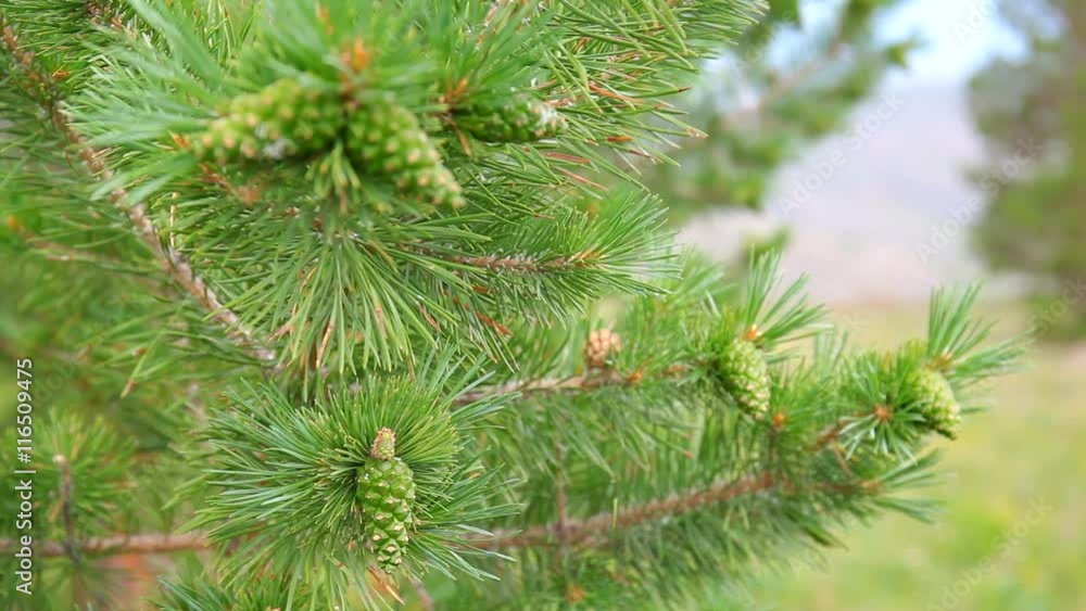 pine branch with green cones with a focus pine branch with green cones with a focus