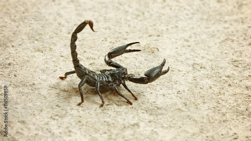 Video UHD - Asian forest scorpion (Heterometrus) In the position of Defense