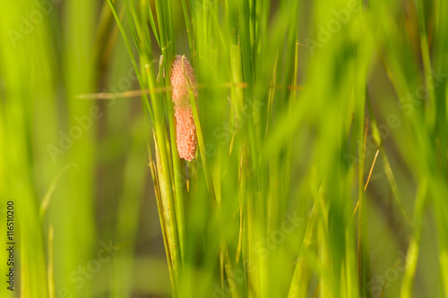 Channeled apple or Golden Apple Snail photo