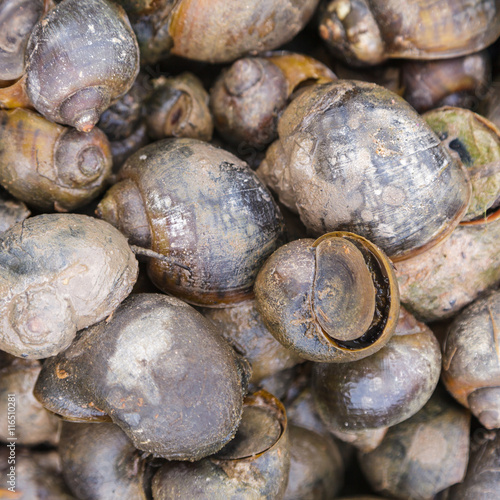 Channeled apple or Golden Apple Snail photo