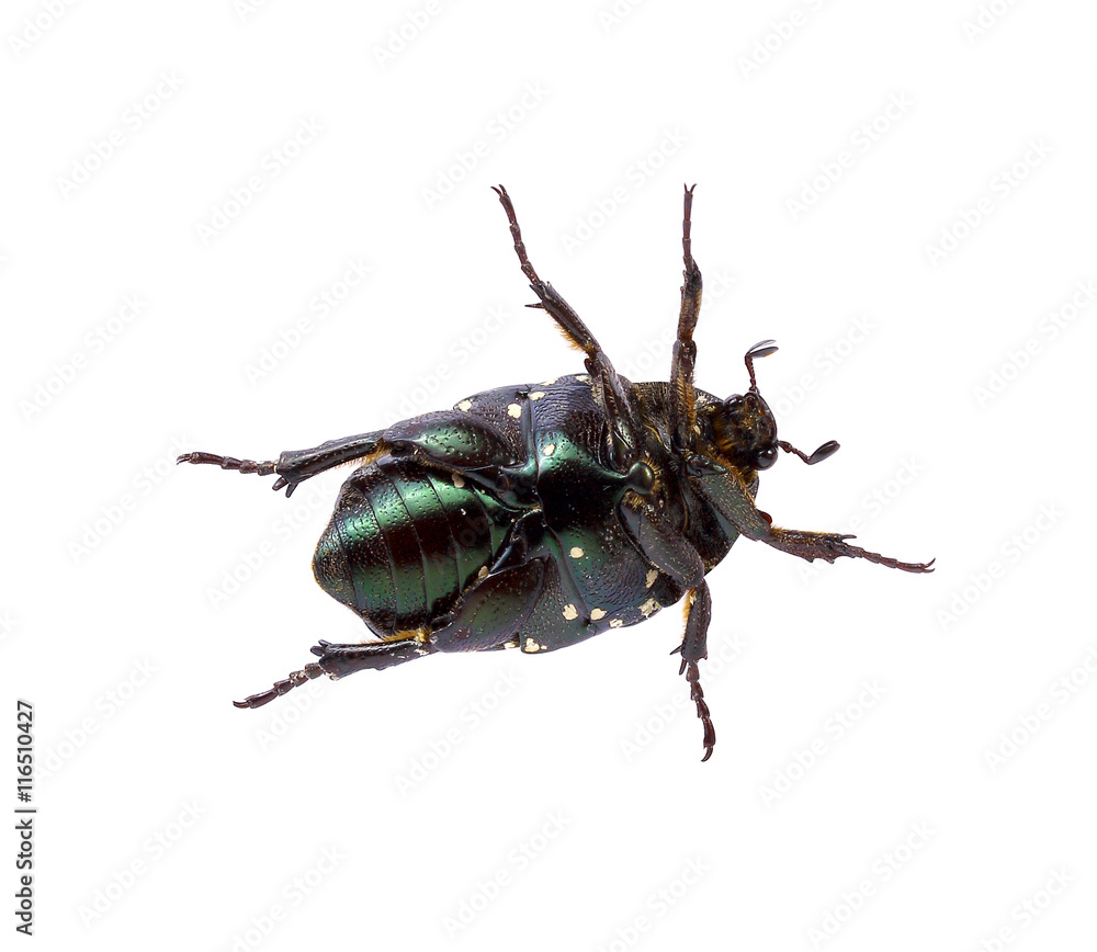 dung Beetle on white background dung Beetle on white background