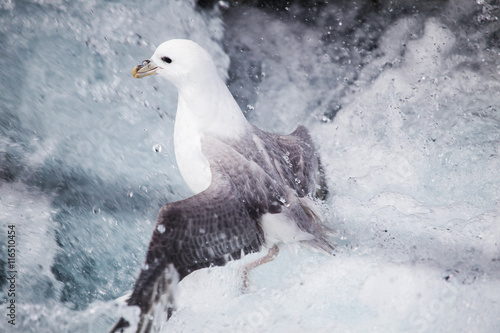 Tableau sur toile Northern fulmar