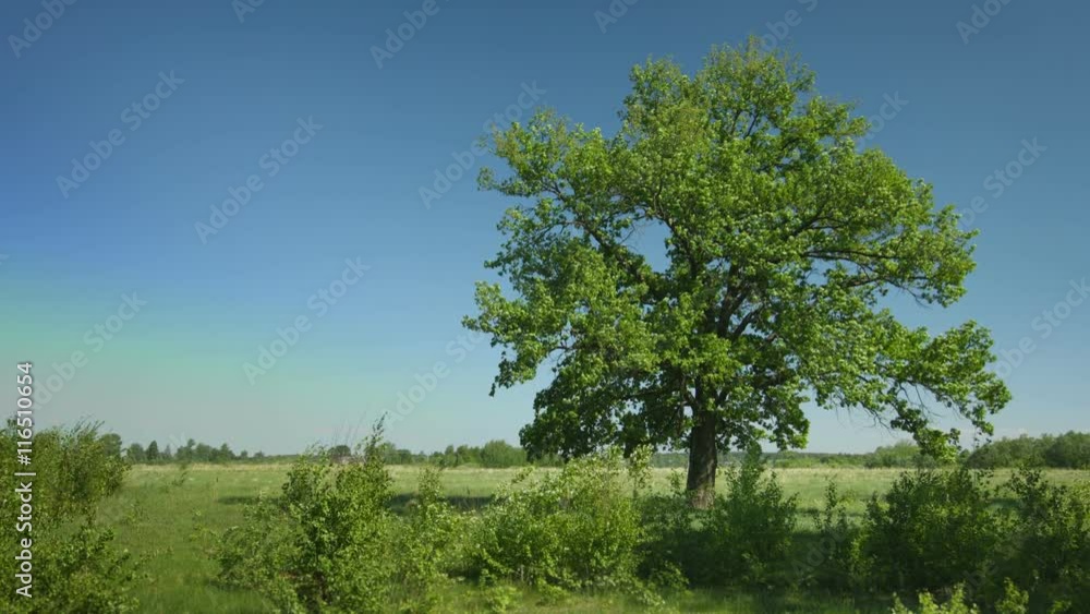 UHD video - Old big oak tree in windy weather UHD video - Old big oak tree in windy weather