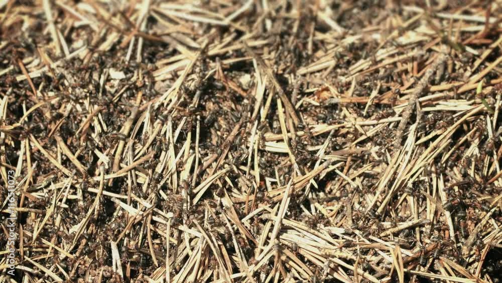 UHD video - The movement of ants on the surface of ant house in the forest UHD video - The movement of ants on the surface of ant house in the forest
