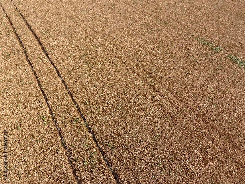 field of wheat, a top view field of wheat, a top view