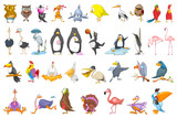 Vector set of various birds illustrations