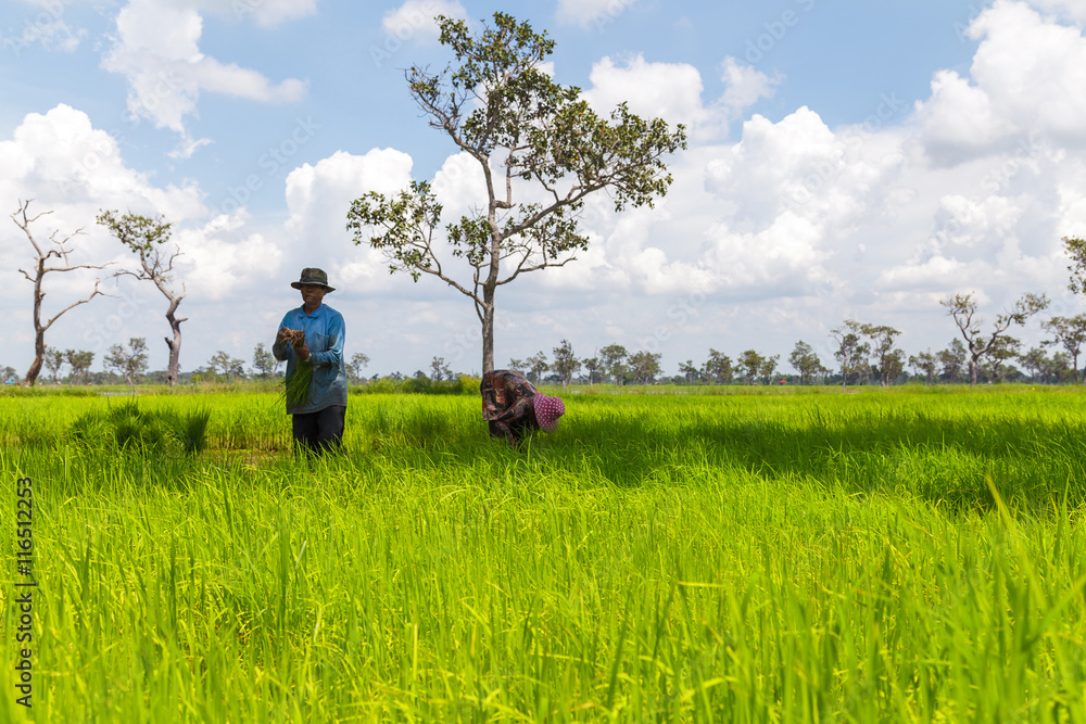 Fototapeta premium Farmers working in rice field