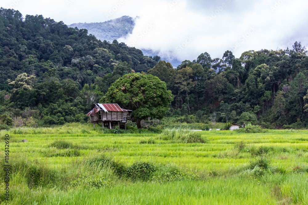 Terraced Rice Field, Pha Mon Chiangmai Thailand