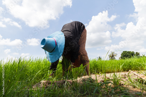 Farmers working in rice field