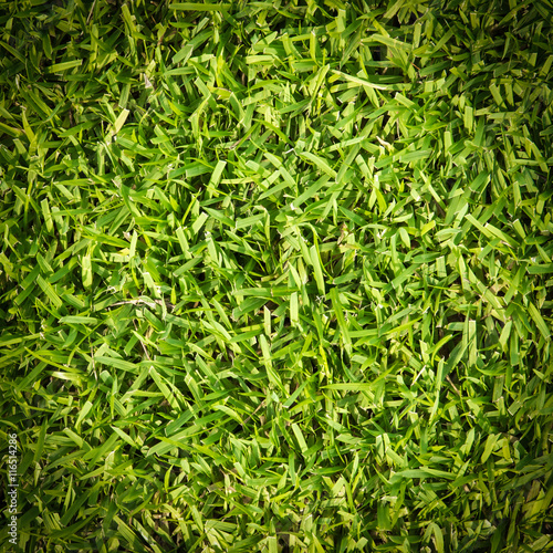 green grass background texture 