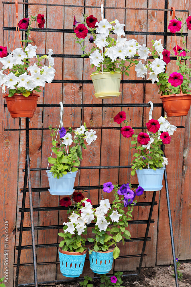 Petunia Petunia
