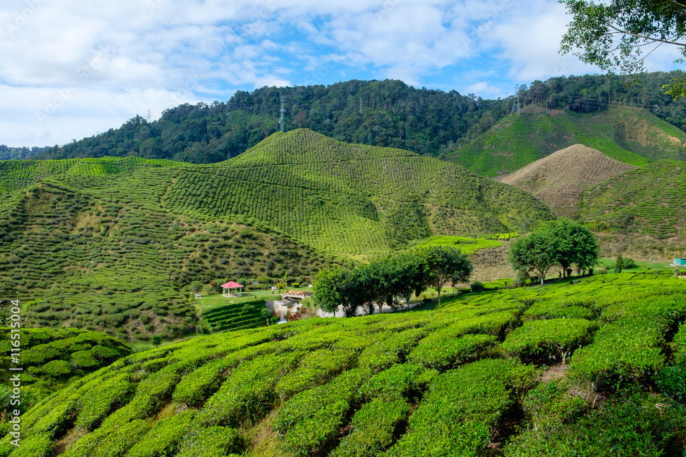 Valley view of tea plantations with blue sky