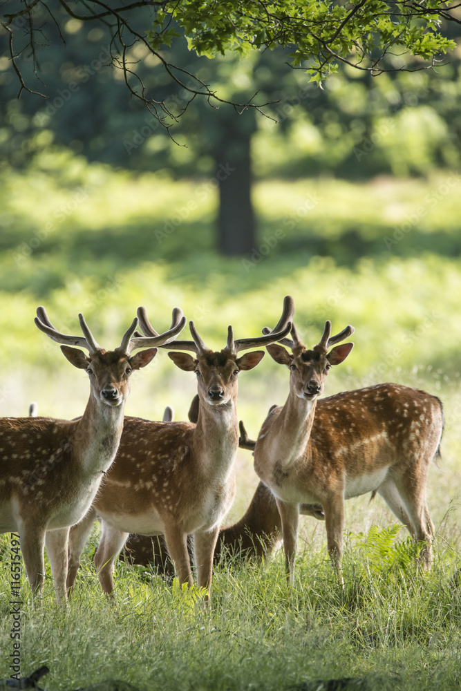 Obraz premium Group of young Fallow Deer dama dama stags in countryside landsc