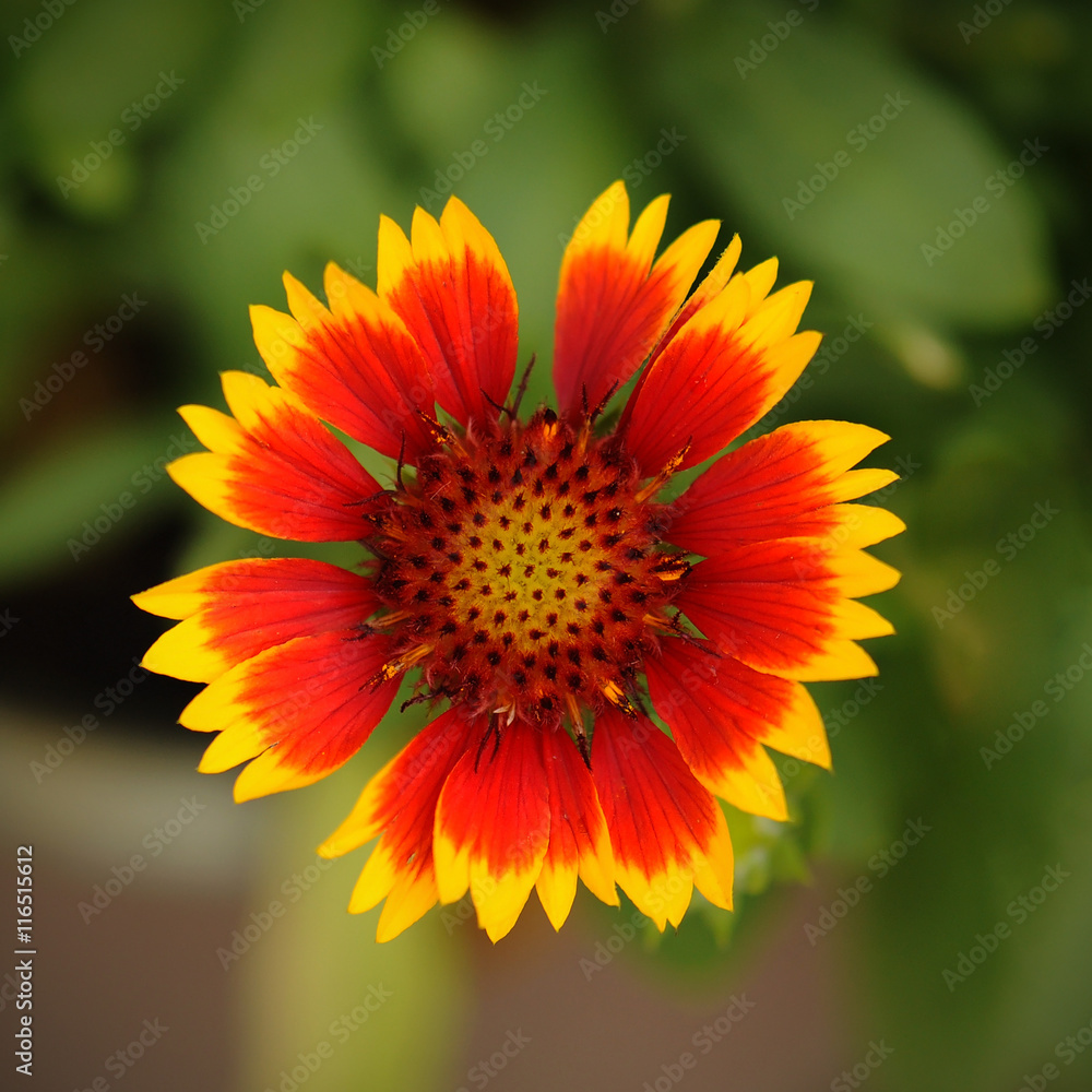 Gaillardia pulchella Foug, Blanket Flower Gaillardia pulchella Foug, Blanket Flower