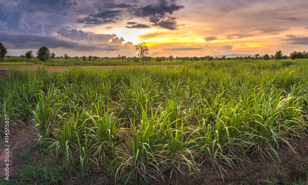 sugarcane field with sunset sugarcane field with sunset