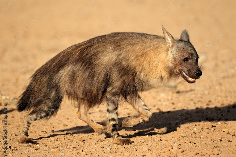 Alert brown hyena (Hyaena brunnea), Kalahari desert, South Africa. Alert brown hyena (Hyaena brunnea), Kalahari desert, South Africa.