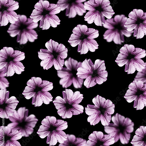 Beautiful floral background of petunias isolated 
