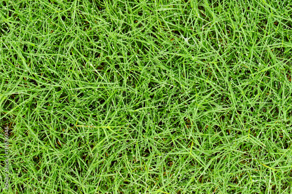 fresh grass with water drops background fresh grass with water drops background