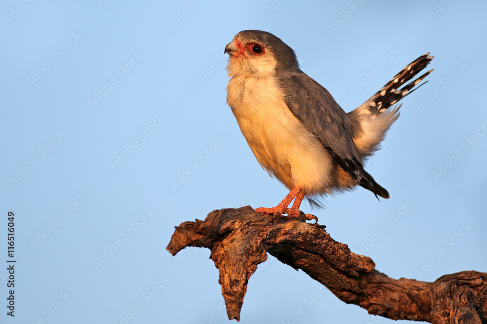 A pygmy falcon (Polihierax semitorquatus) perched on a branch, South Africa. A pygmy falcon (Polihierax semitorquatus) perched on a branch, South Africa.
