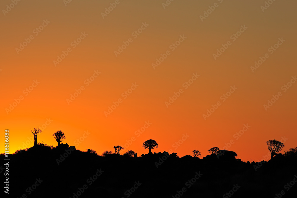 Silhouettes of quiver trees (Aloe dichotoma) at sunset, Namibia, southern Africa.