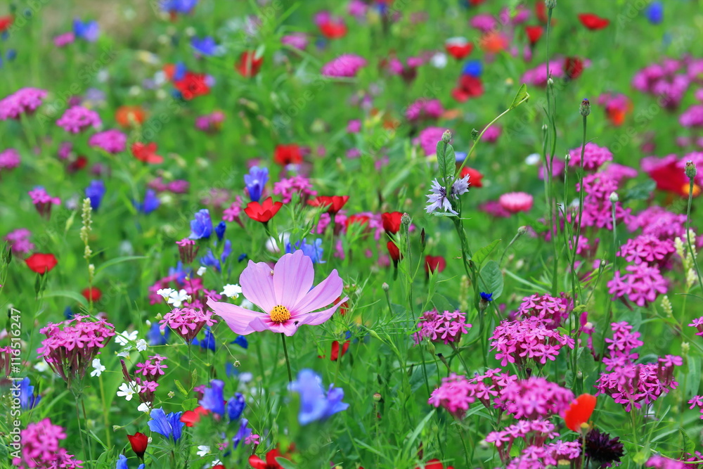 Sommerwiese Sommerwiese