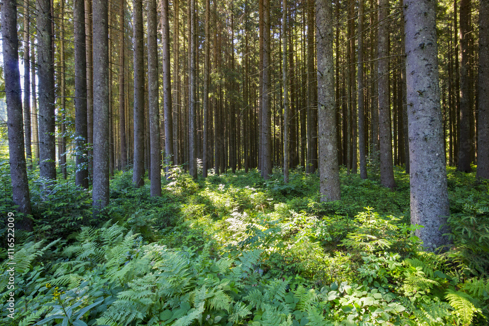 Fototapeta premium Deep moss forest trees. Nature green wood sunlight backgrounds.